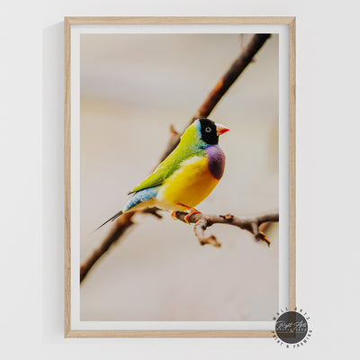 GOULDAIN FINCH