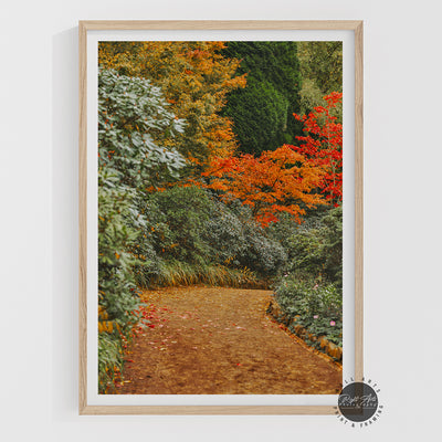 AUTUMN COLOR TREE PATHWAY