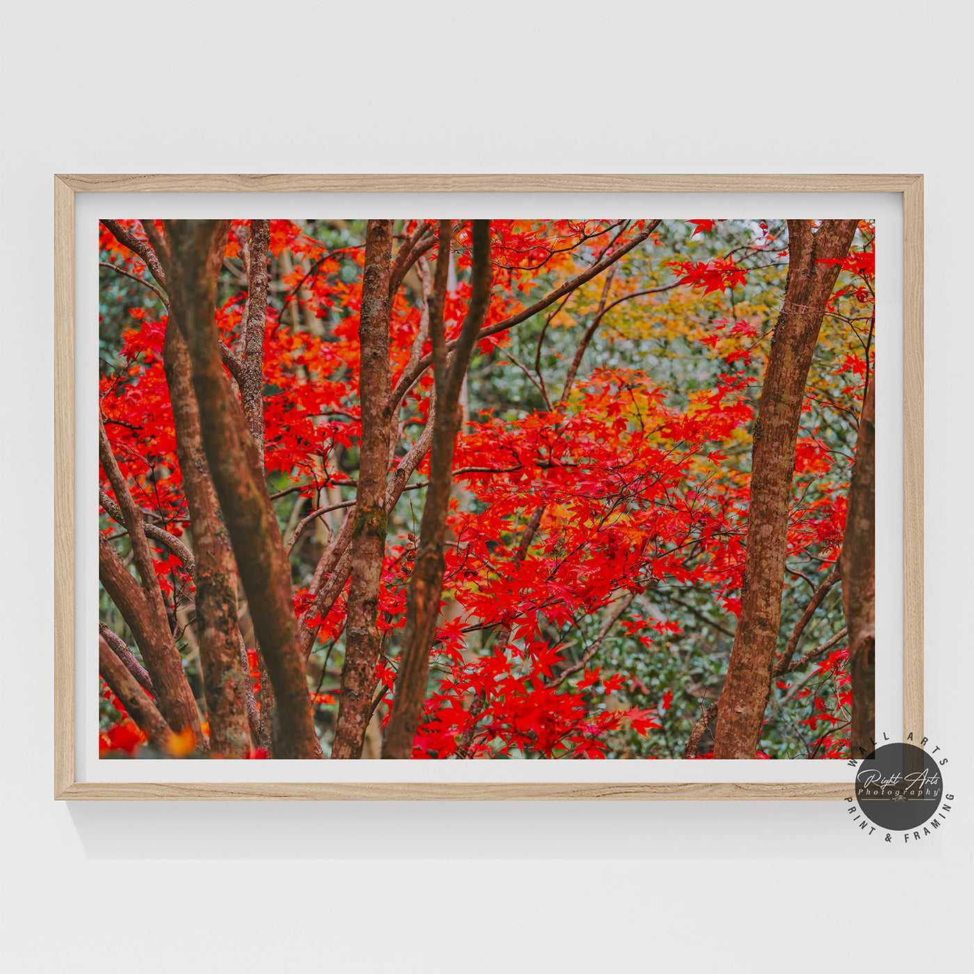 AUTUMN RED FALL TREE II