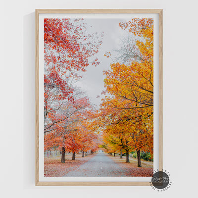 AUTUMN TREE LINED ROAD V