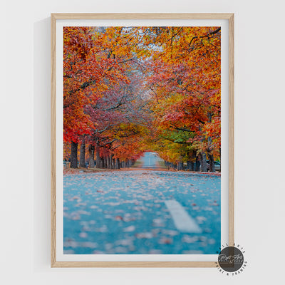 AUTUMN TREE LINED ROAD II