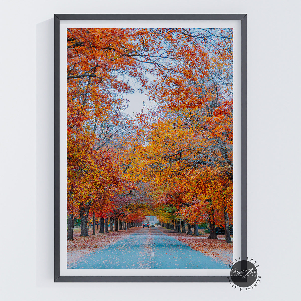 AUTUMN TREE LINED ROAD I