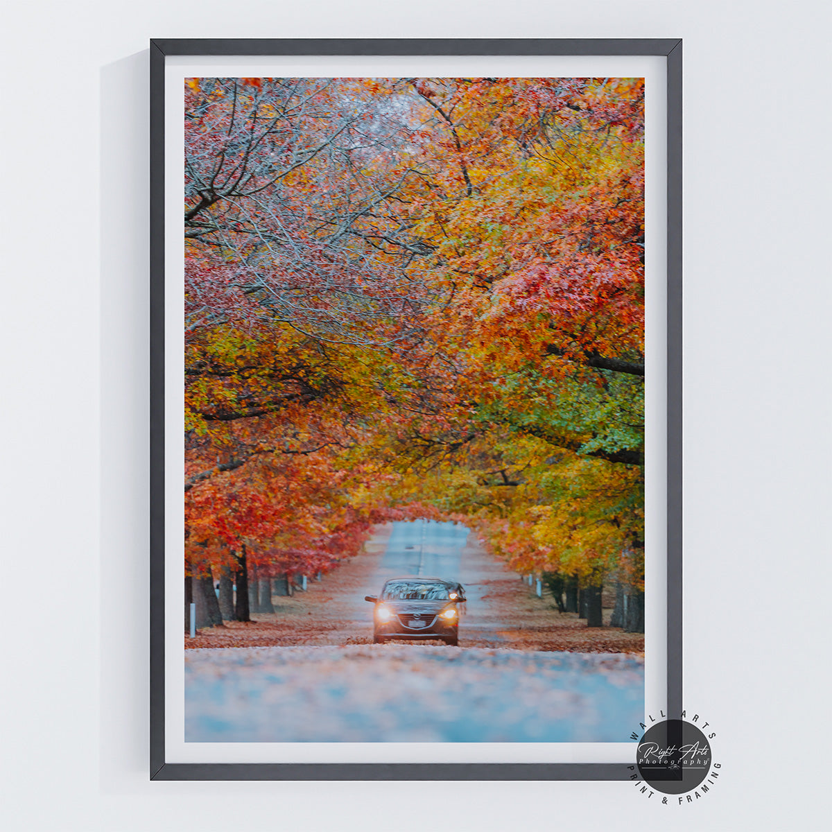 AUTUMN TREE LINED ROAD III