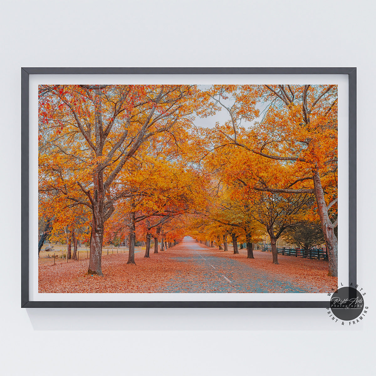 AUTUMN TREE LINED ROAD IV