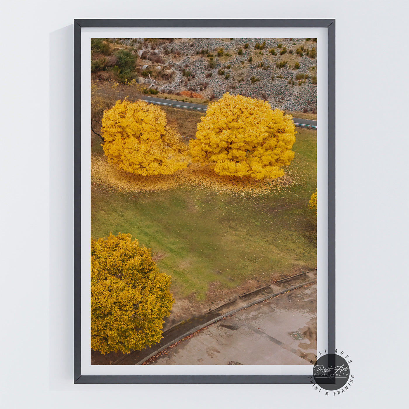 AUTUMN YELLOW TWIN TREES