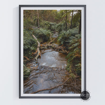 SYDNEY RAIN FOREST RIVER