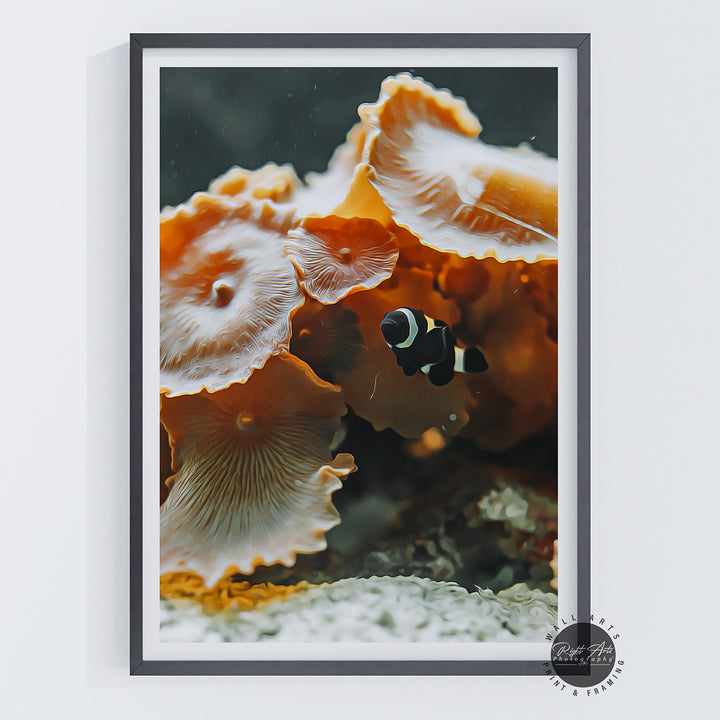 BLACK &amp; WHITE CLOWNFISH