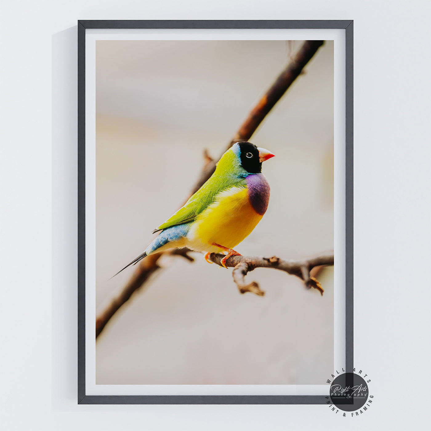 GOULDAIN FINCH