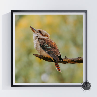 KOOKABURRA I SQUARE