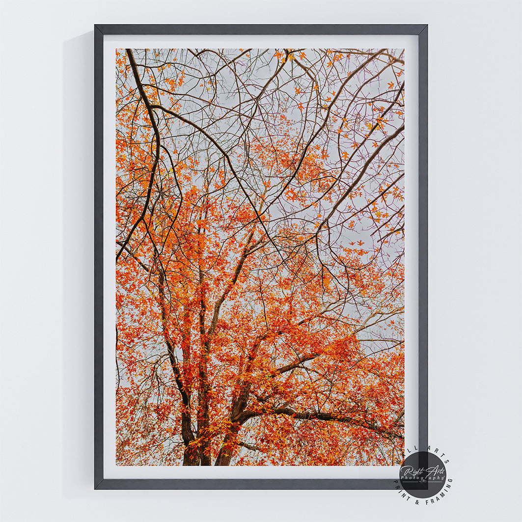 AUTUMN TREE BRANCHES