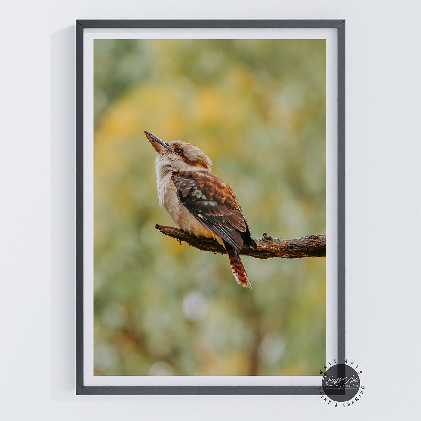 KOOKABURRA I