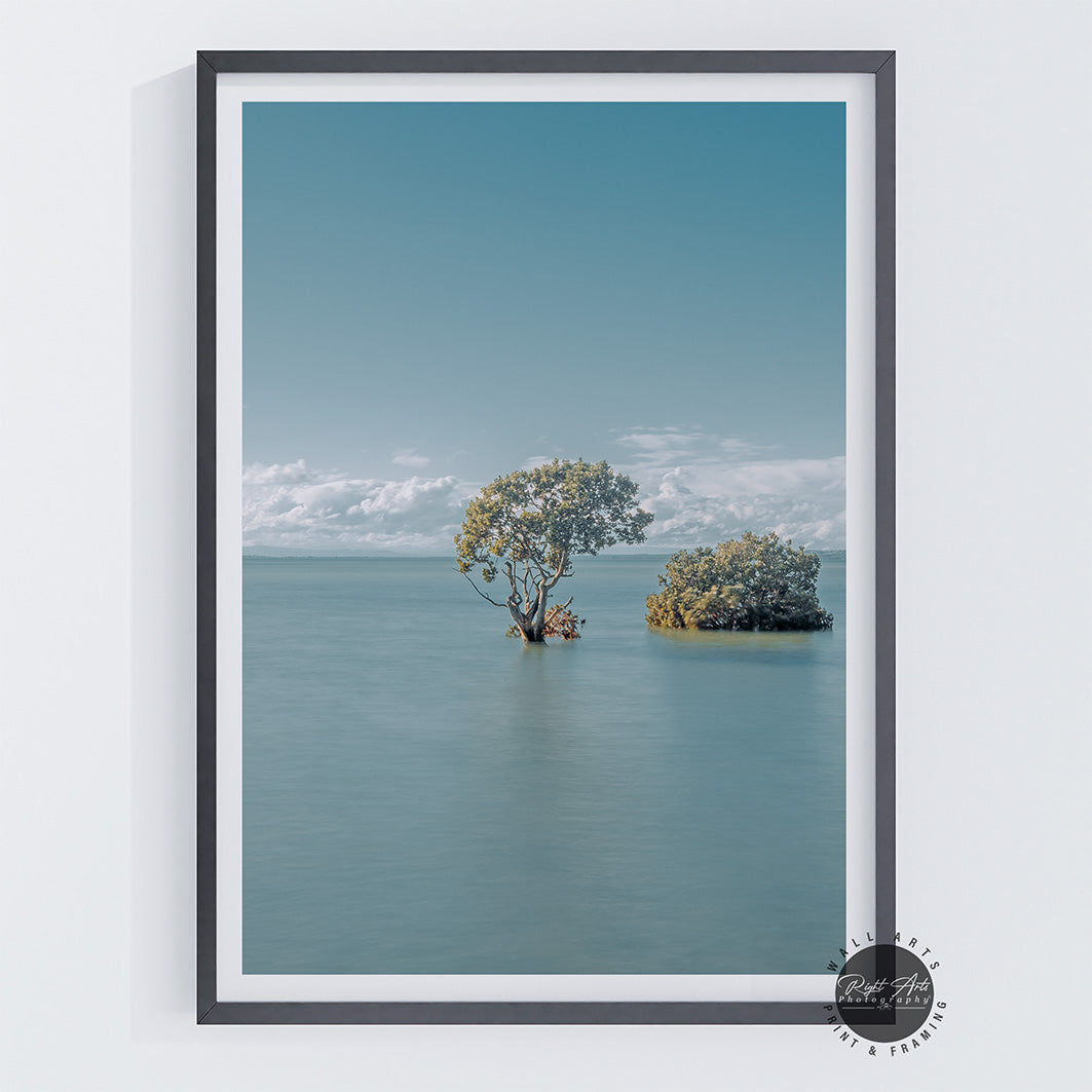 MANGROVE TREES