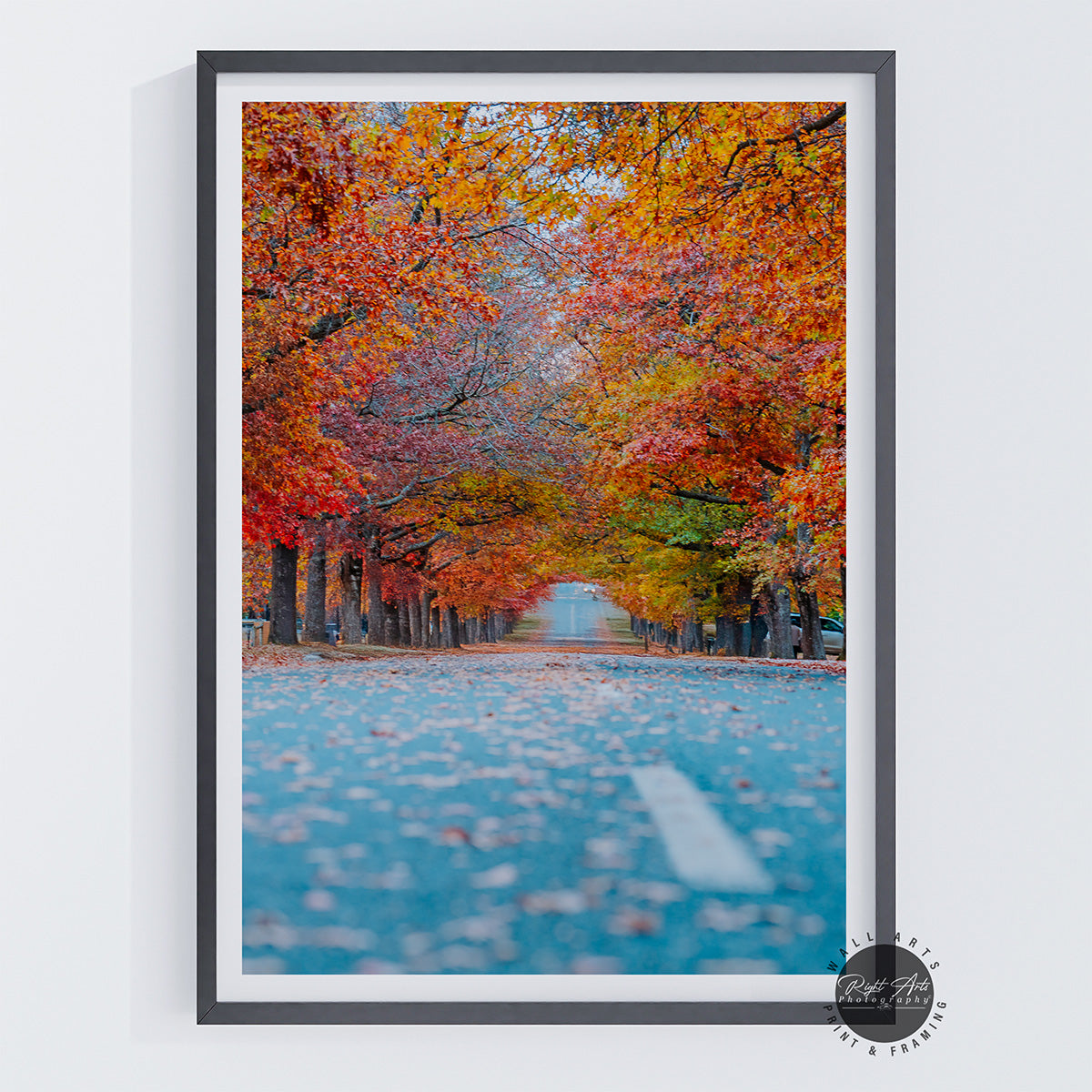 AUTUMN TREE LINED ROAD II