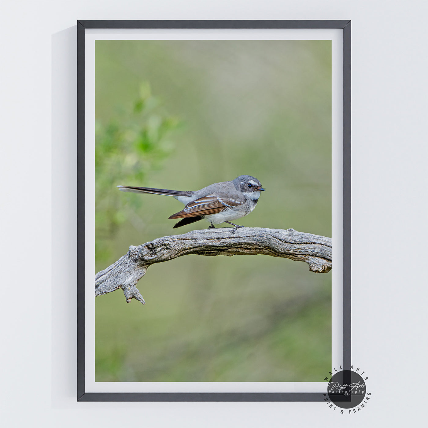 GREY FANTAIL I