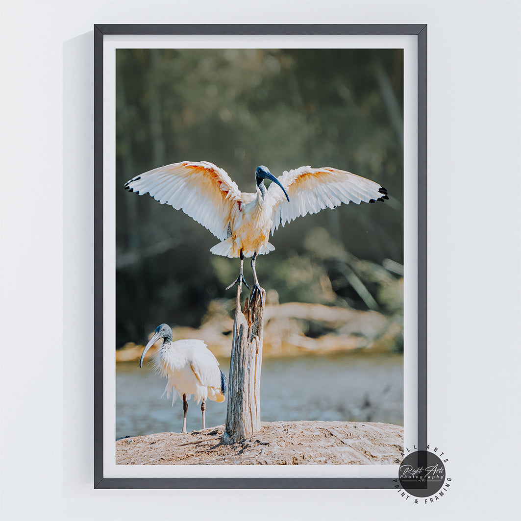 AUSTRALIAN WHITE IBIS - I