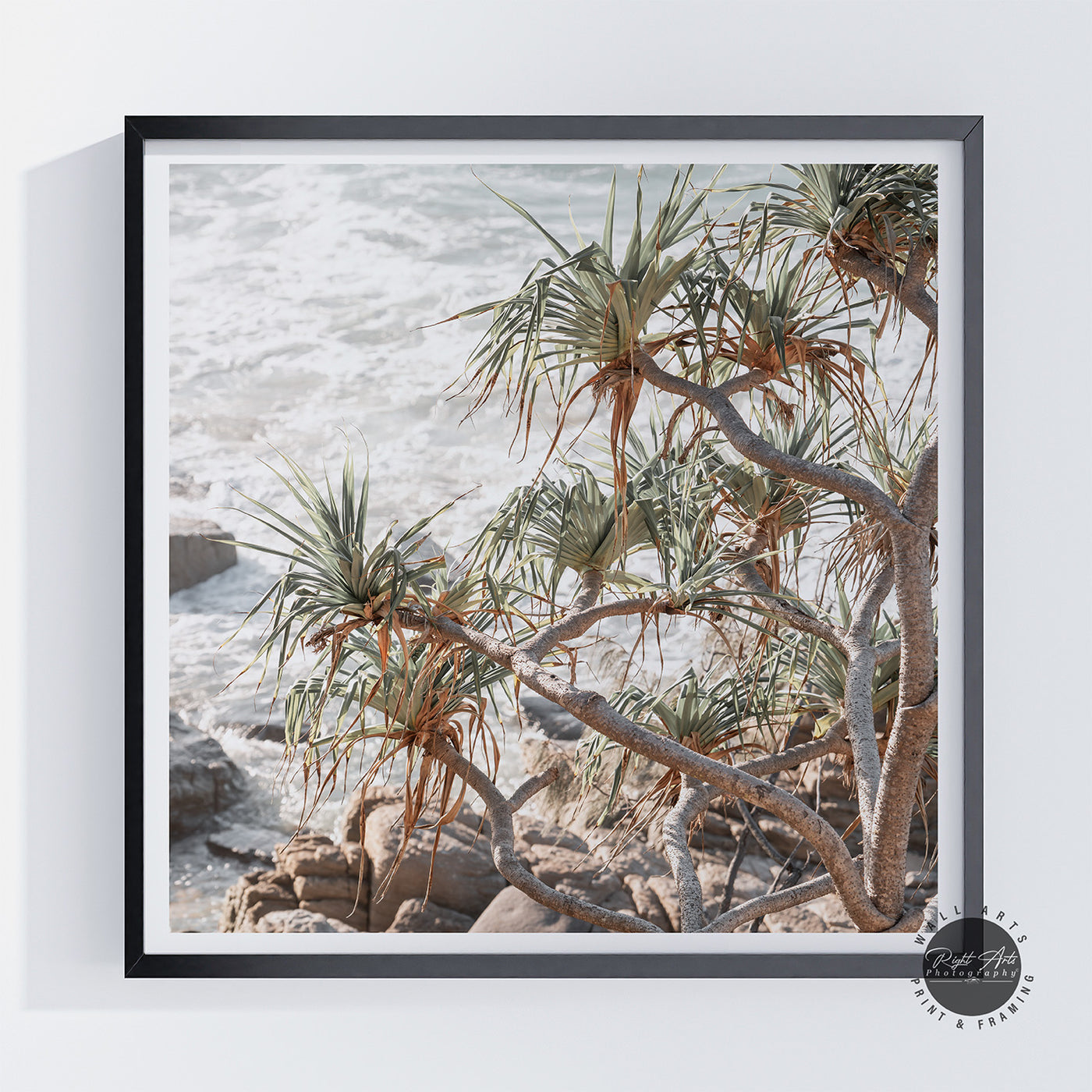 PANDANUS COASTAL