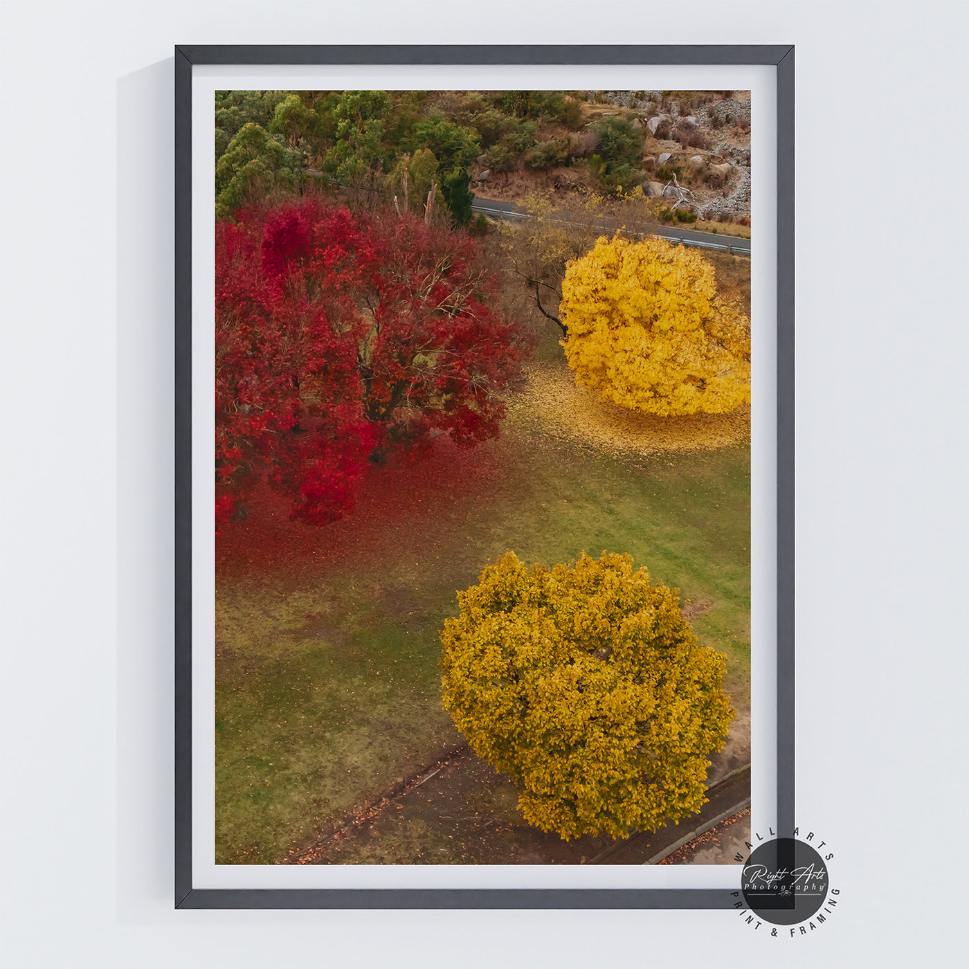 AUTUMN RED & YELLOW TREES