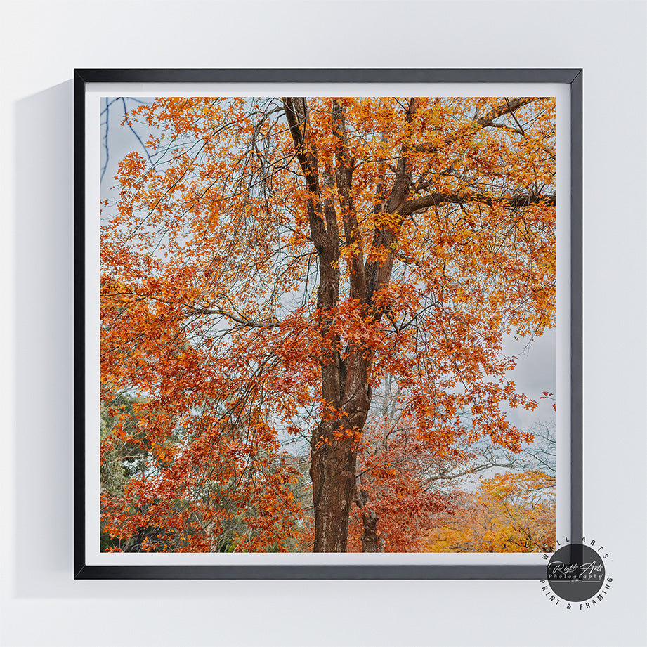 AUTUMN ORANGE FALL TREE