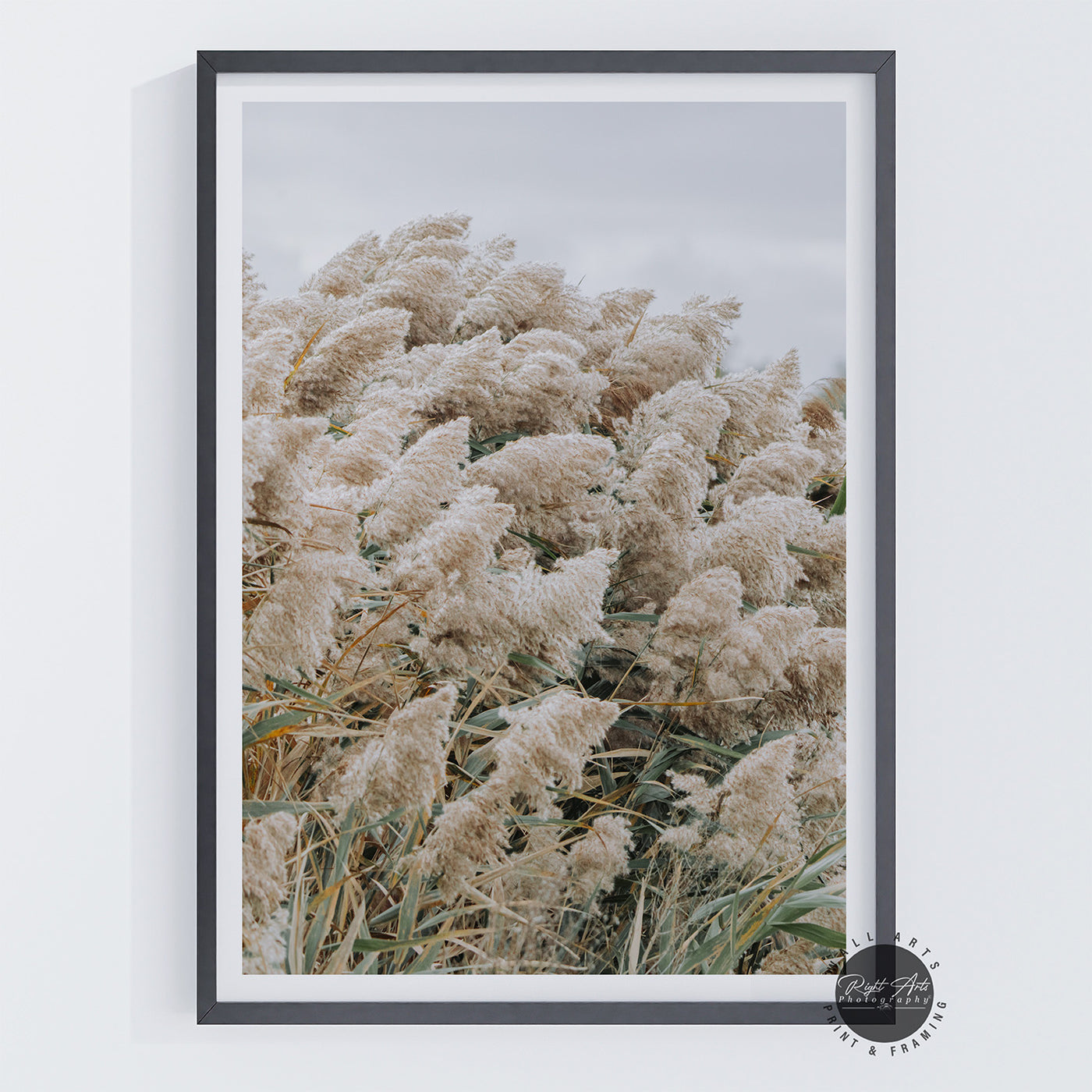 PAMPAS GRASS