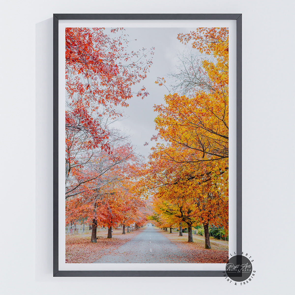 AUTUMN TREE LINED ROAD V