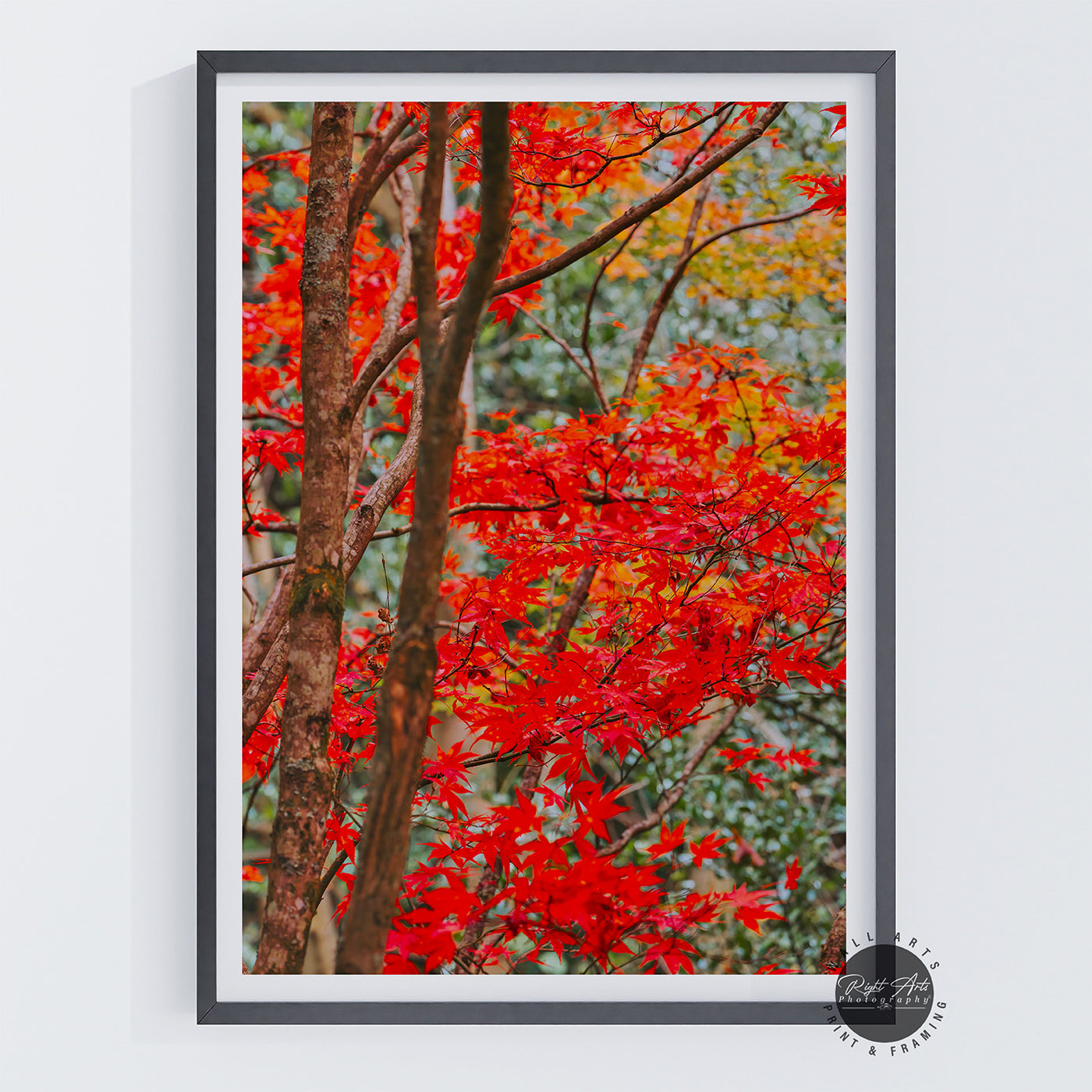 AUTUMN RED FALL TREE I