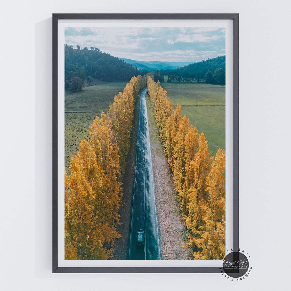 GOLDEN POPLAR