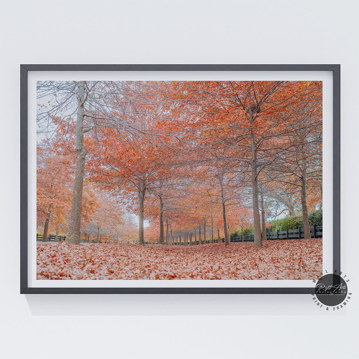 BEAUTIFUL AUTUMN TREES II