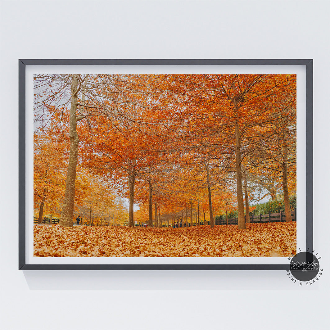 BEAUTIFUL AUTUMN TREES II