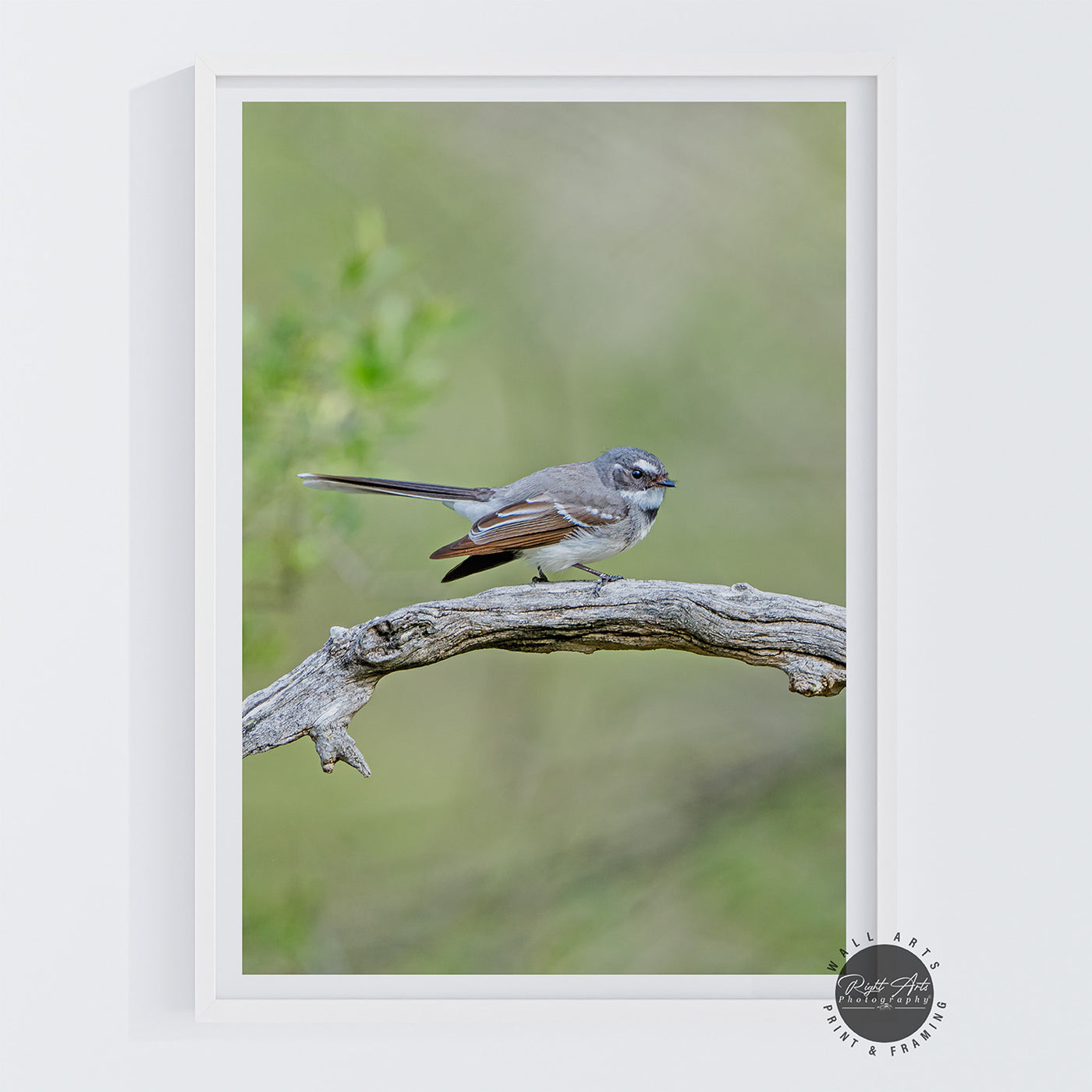 GREY FANTAIL I