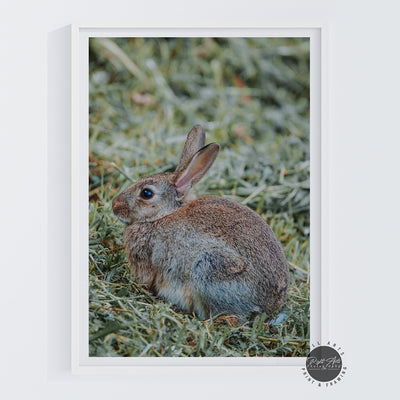 WILD RABBIT