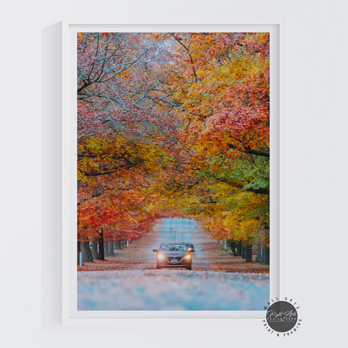 AUTUMN TREE LINED ROAD III