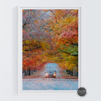 AUTUMN TREE LINED ROAD III