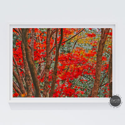 AUTUMN RED FALL TREE II