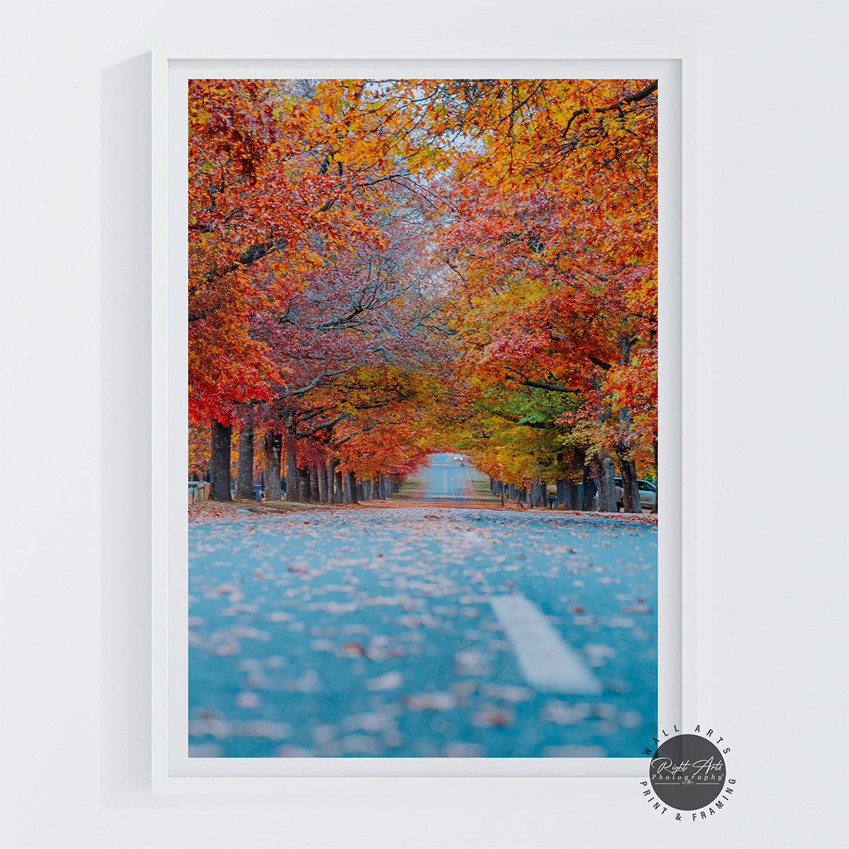 AUTUMN TREE LINED ROAD II