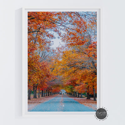 AUTUMN TREE LINED ROAD I
