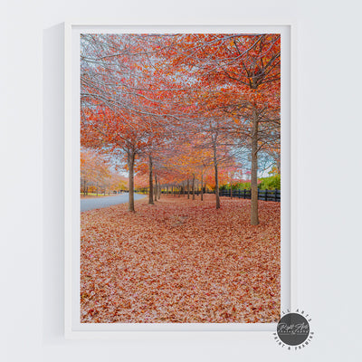 BEAUTIFUL AUTUMN TREES I