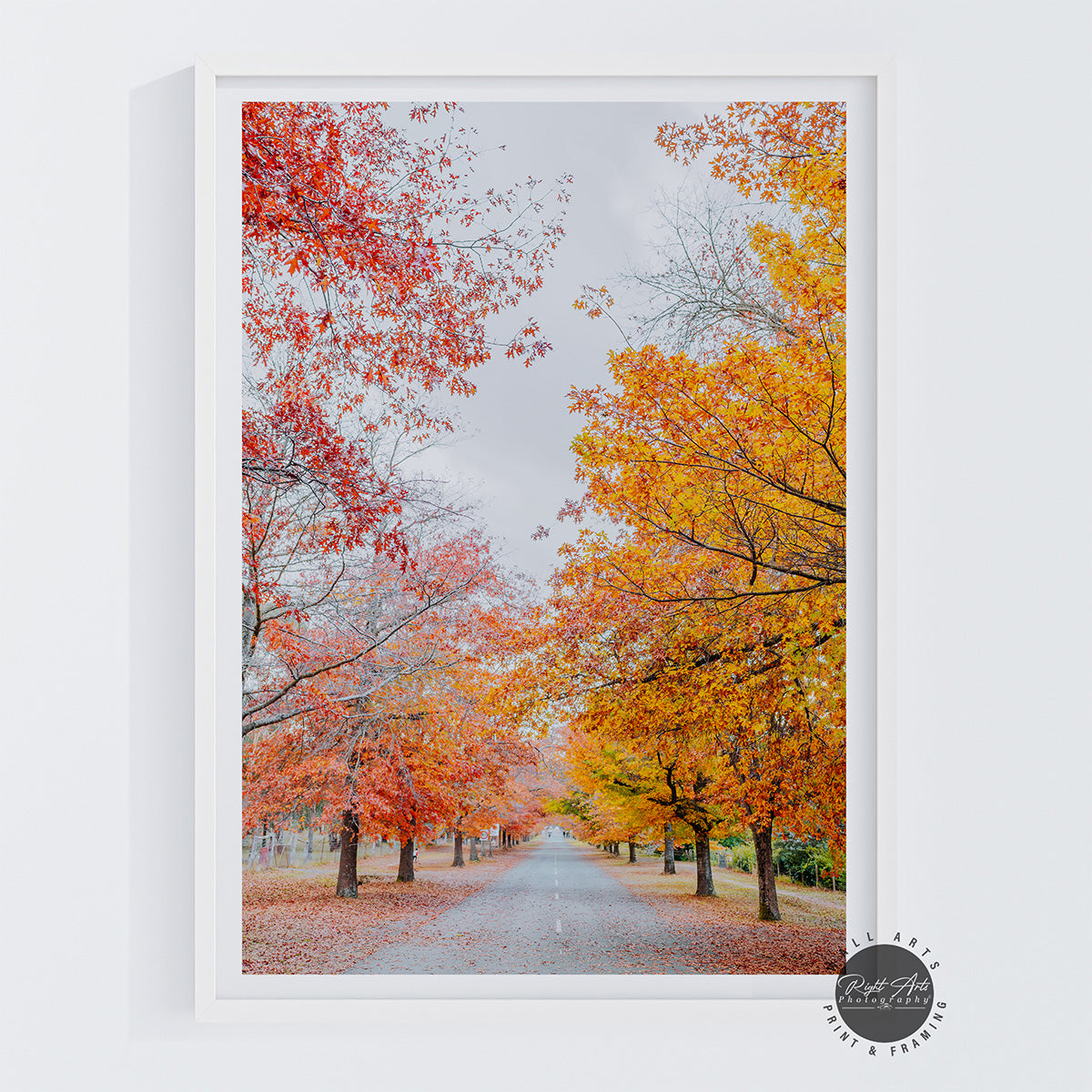 AUTUMN TREE LINED ROAD V