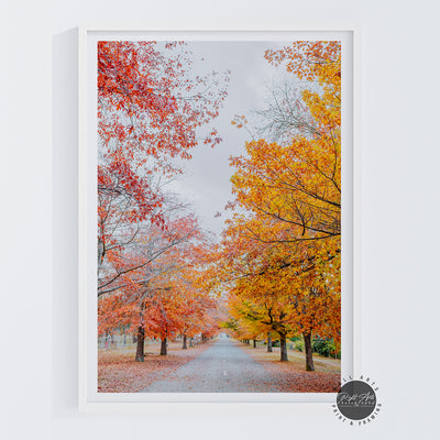 AUTUMN TREE LINED ROAD V