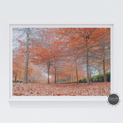 BEAUTIFUL AUTUMN TREES II