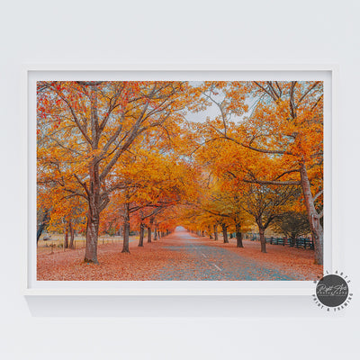 AUTUMN TREE LINED ROAD IV