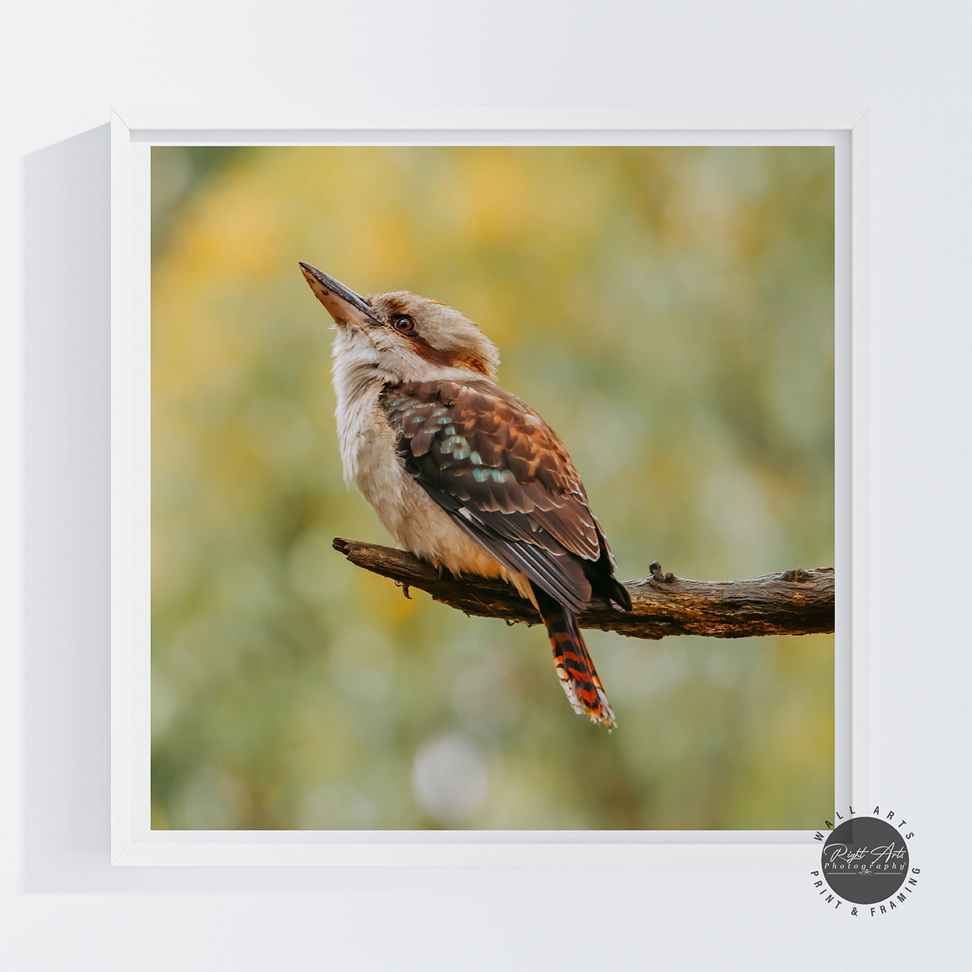 KOOKABURRA I SQUARE