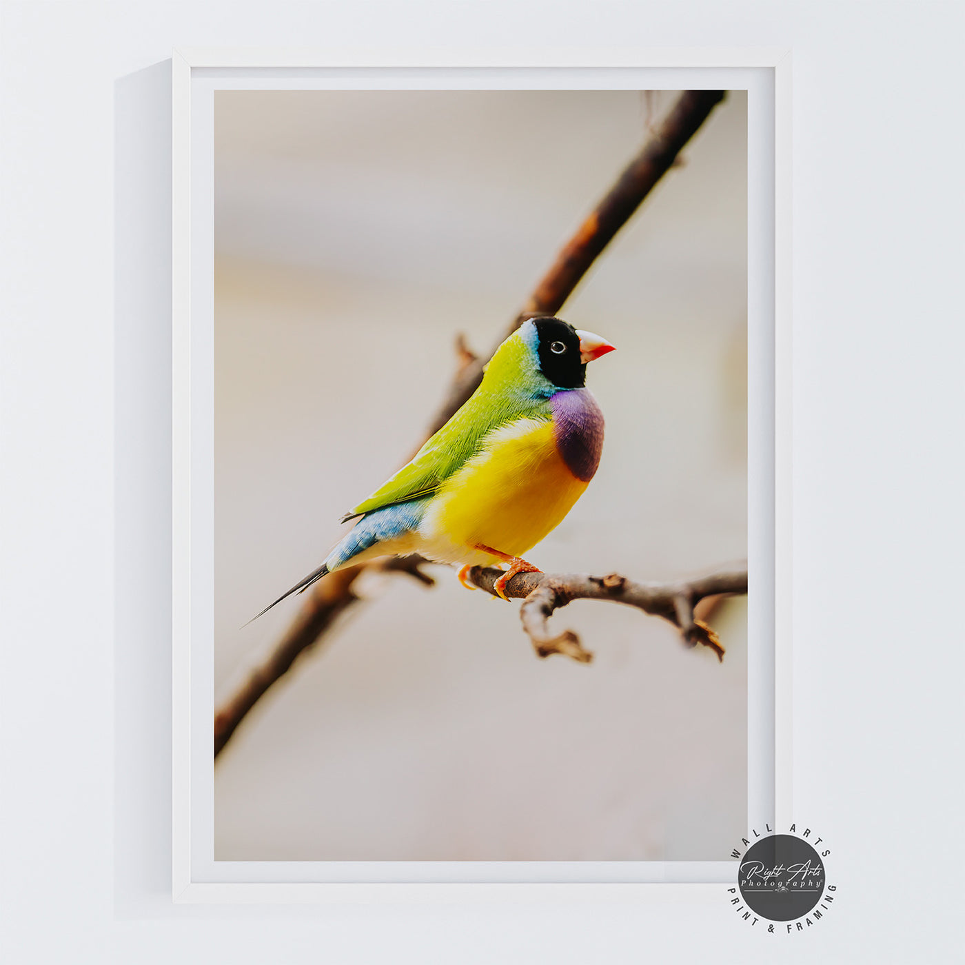 GOULDAIN FINCH