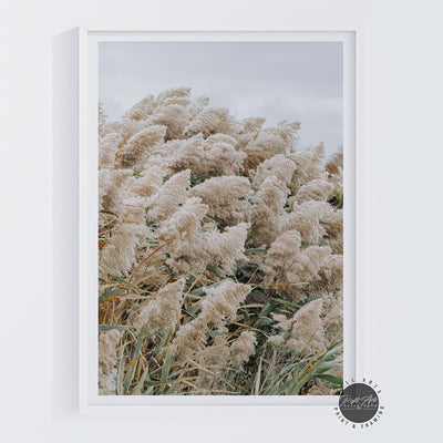 PAMPAS GRASS