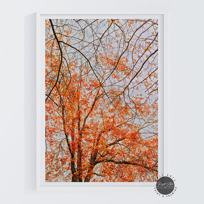 AUTUMN TREE BRANCHES