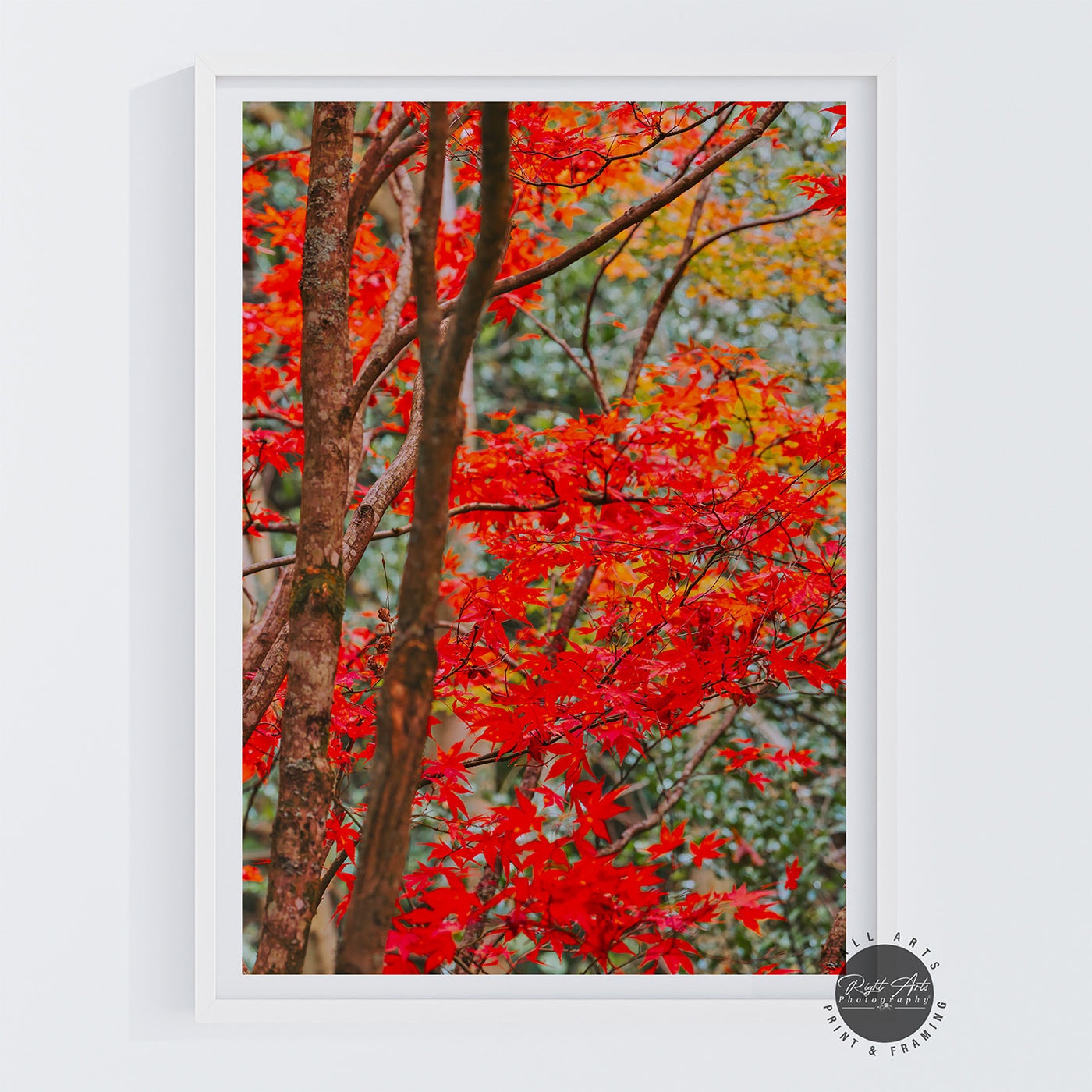 AUTUMN RED FALL TREE I