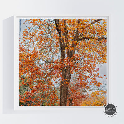 AUTUMN ORANGE FALL TREE