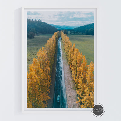 GOLDEN POPLAR