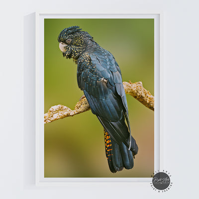 BLACK COCKATOO