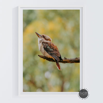 KOOKABURRA I