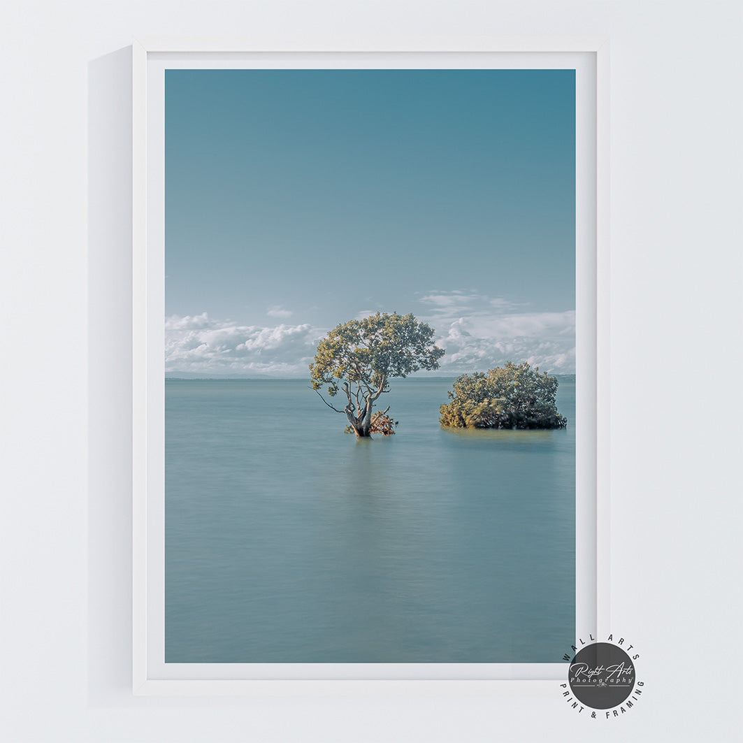 MANGROVE TREES